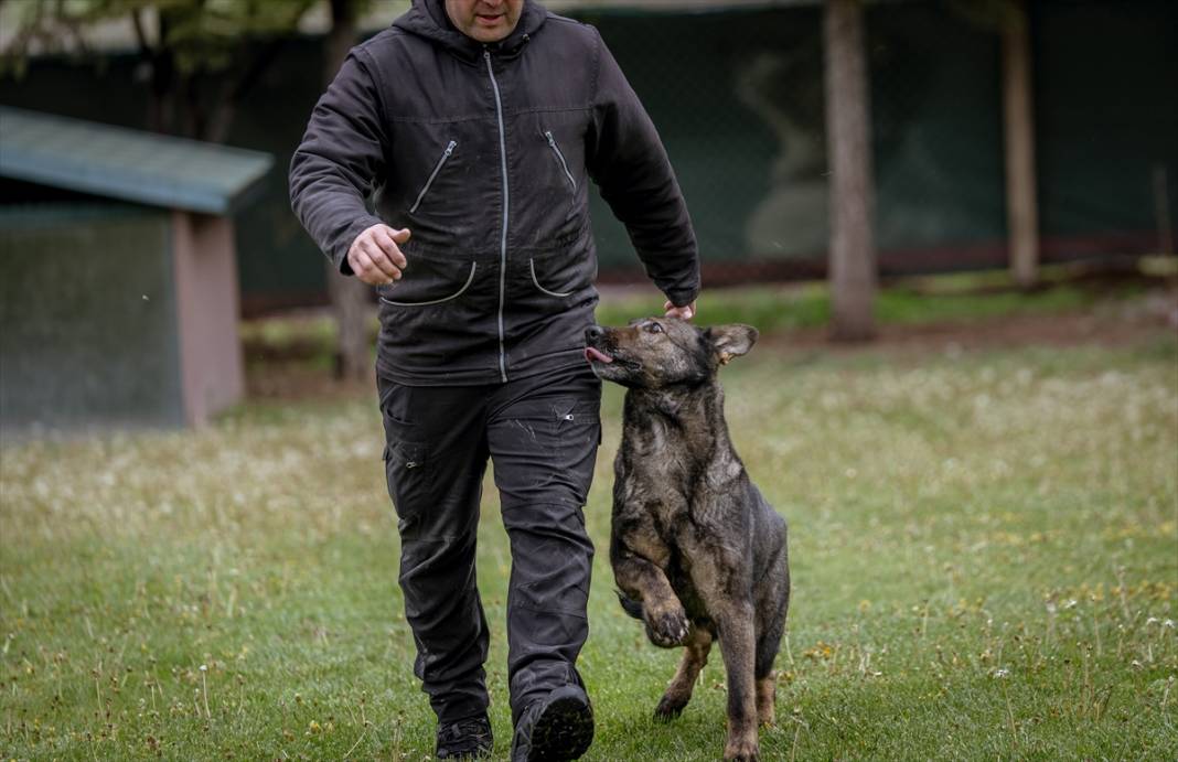 Özel eğitimli köpekler yeraltındaki su kaçaklarını tespit edecek 4